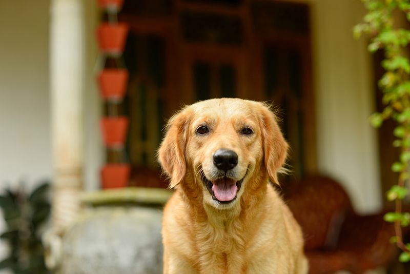 CB Pet Care